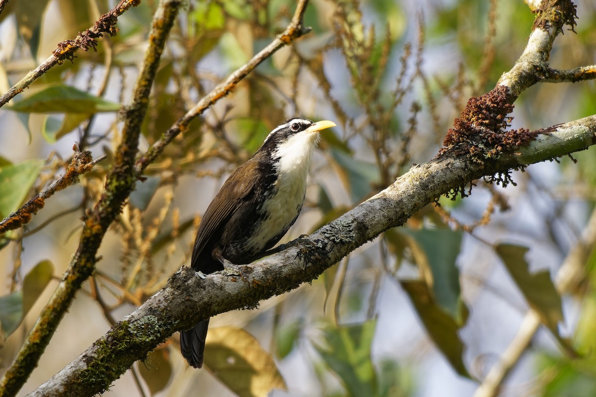 Indian Scimitar-Babbler - ML646448964