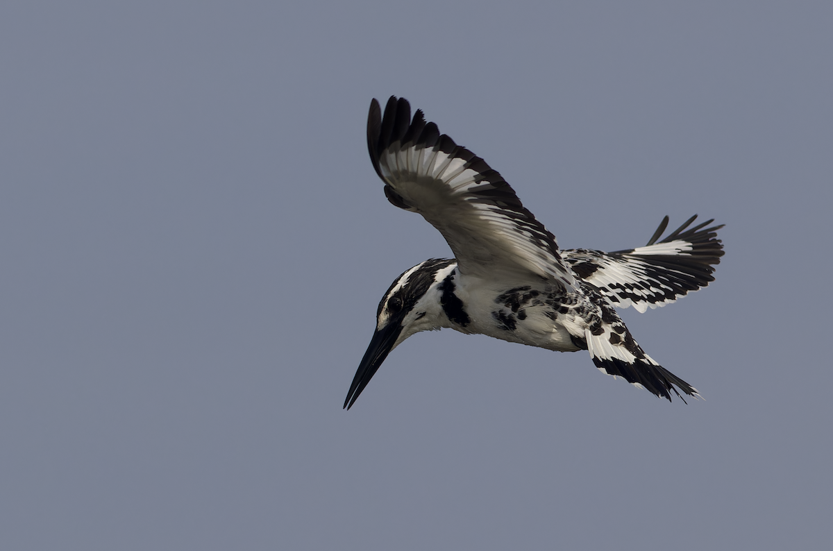 rybařík jižní - ML646448965