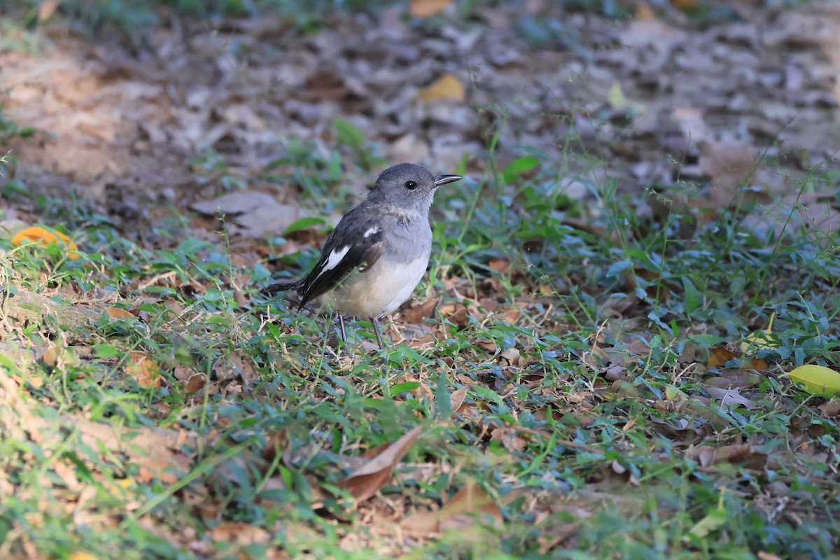 Oriental Magpie-Robin - ML646448967