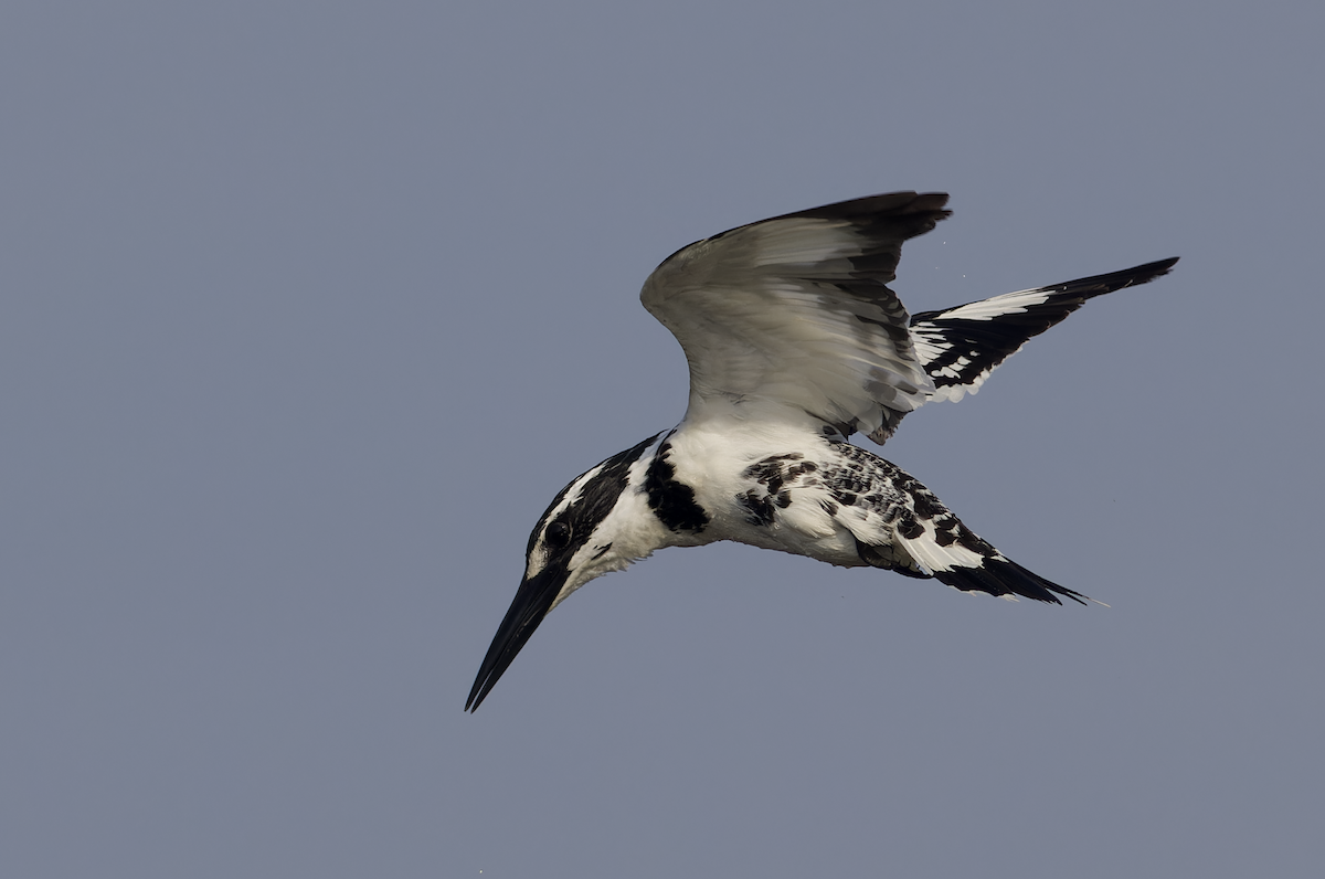 rybařík jižní - ML646448970