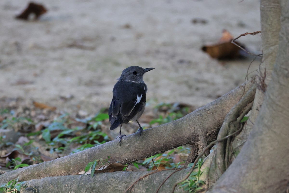 Oriental Magpie-Robin - ML646448971
