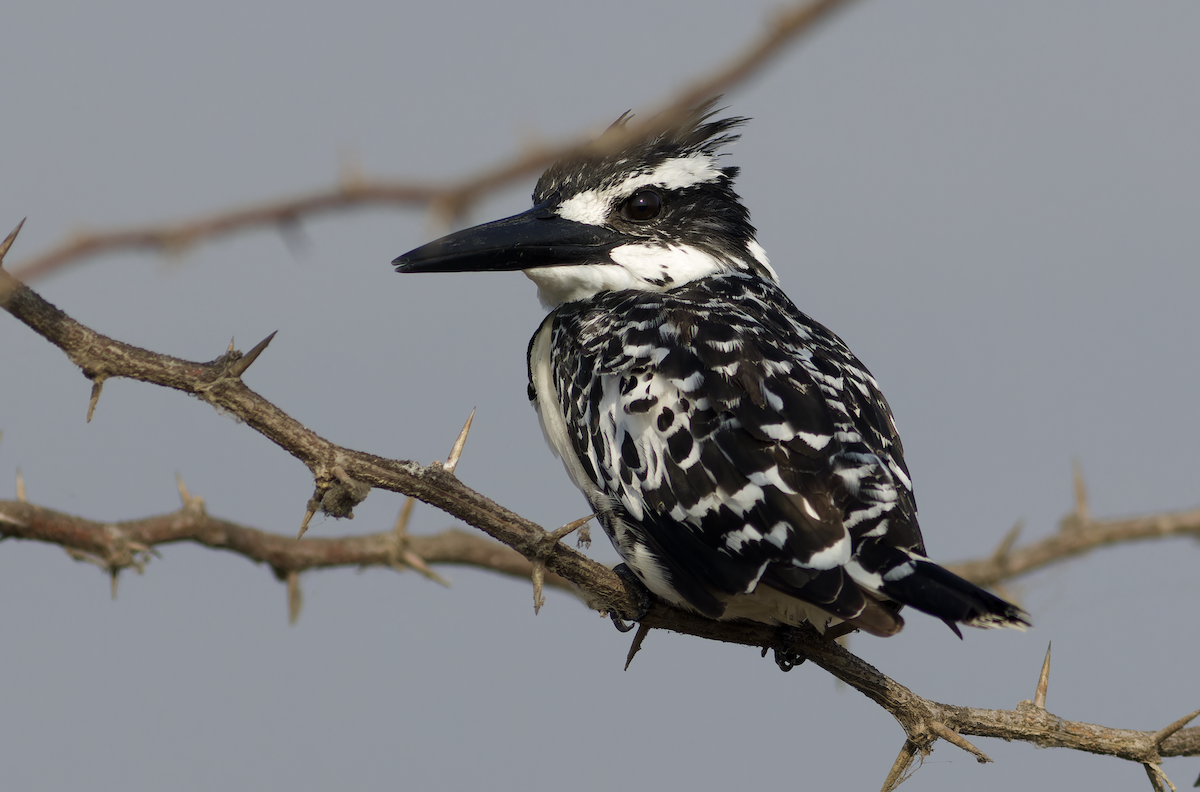 rybařík jižní - ML646448972