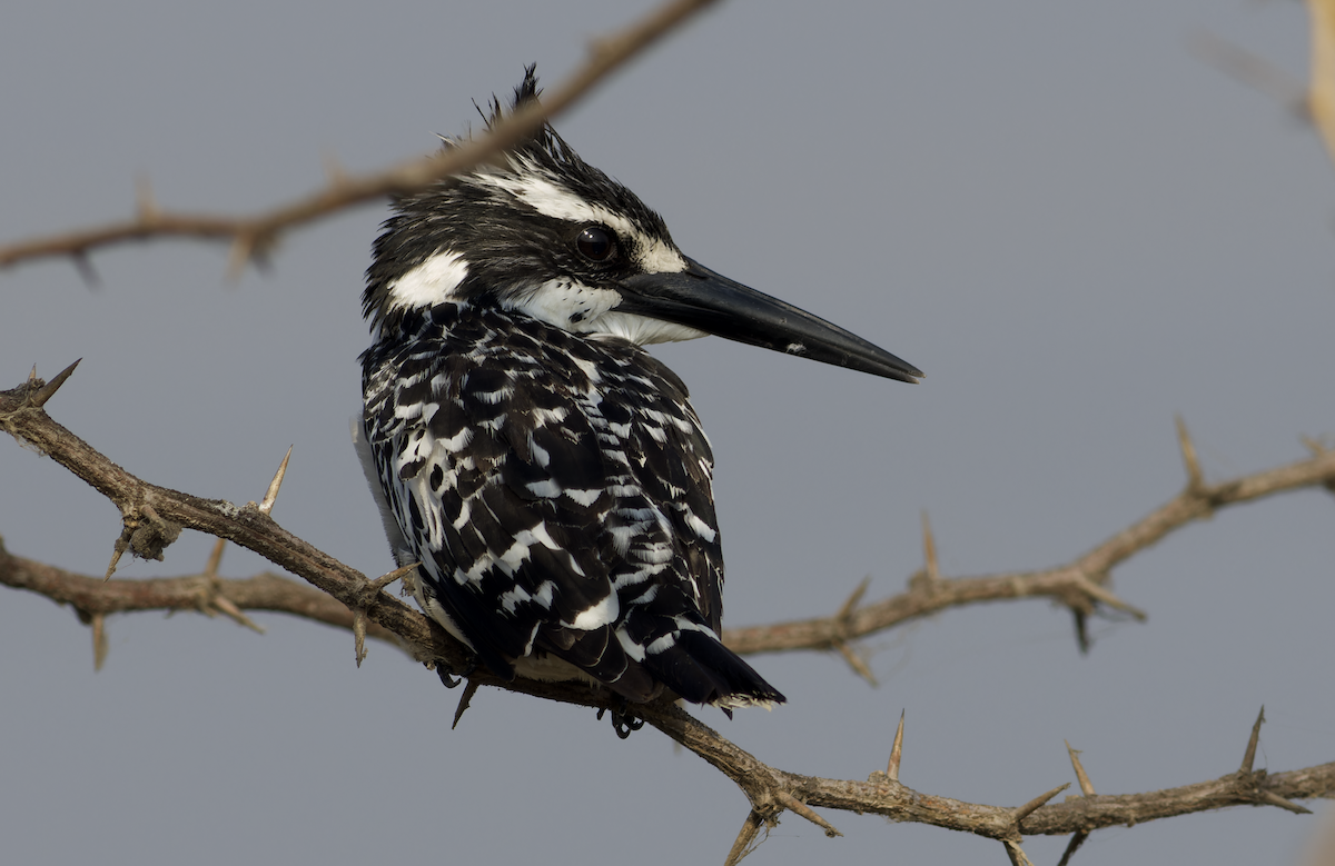 rybařík jižní - ML646448973