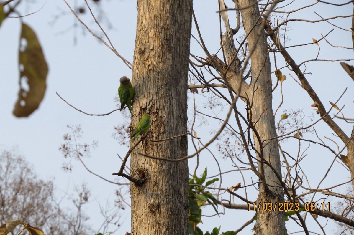 Plum-headed Parakeet - ML646448974