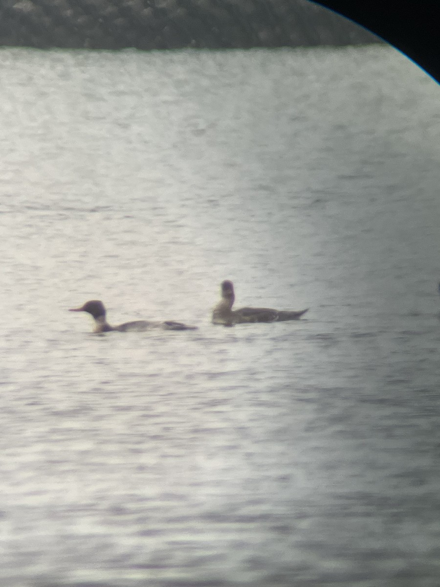 morčák prostřední - ML646448976