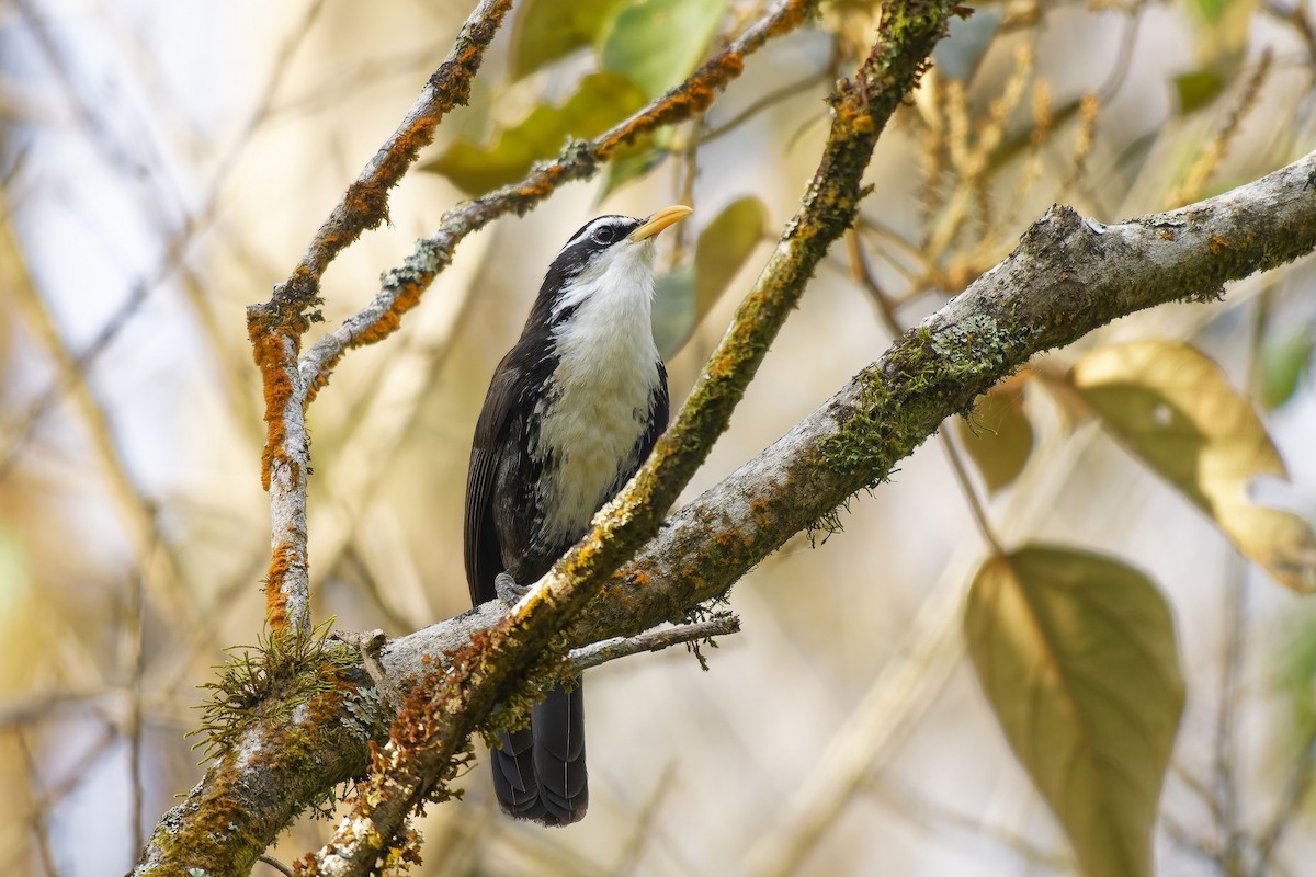 Indian Scimitar-Babbler - ML646448977