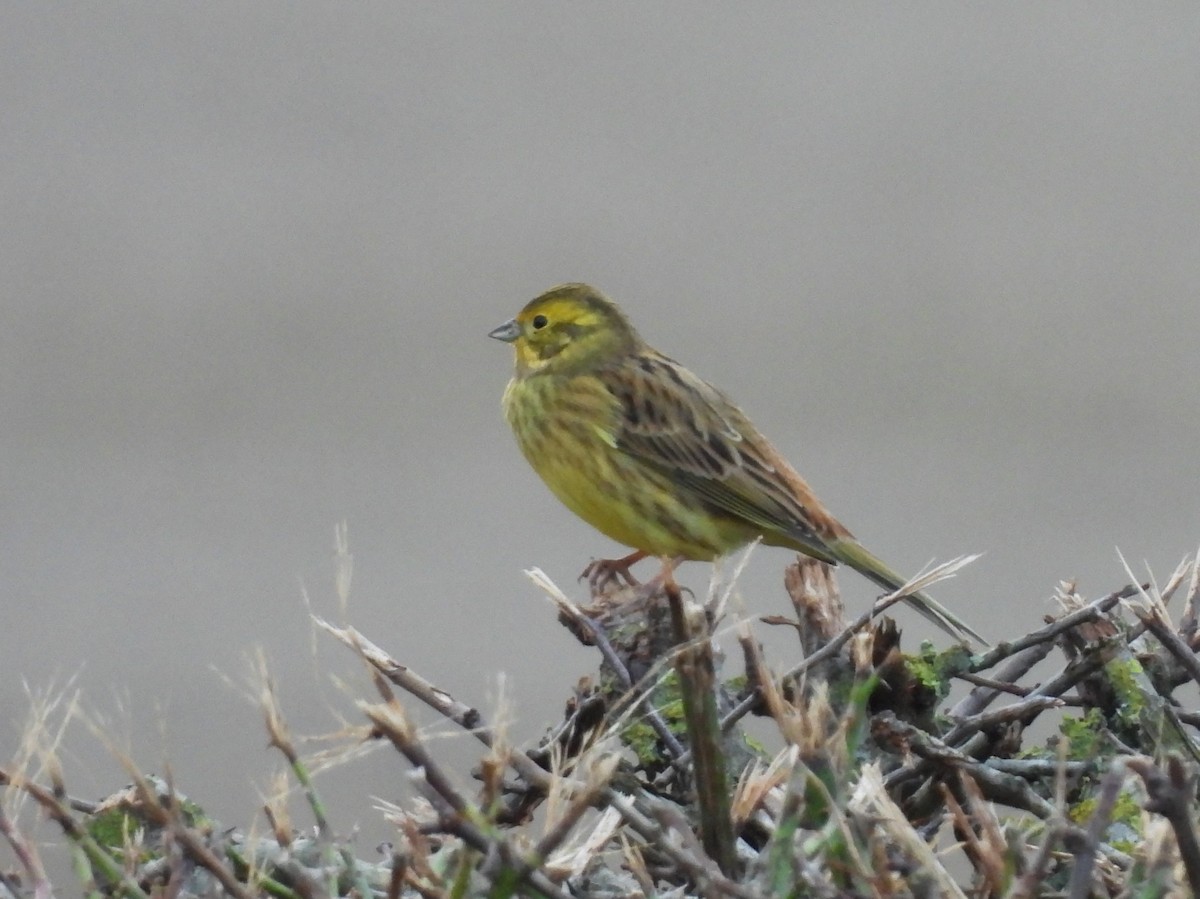 Yellowhammer - ML646448978
