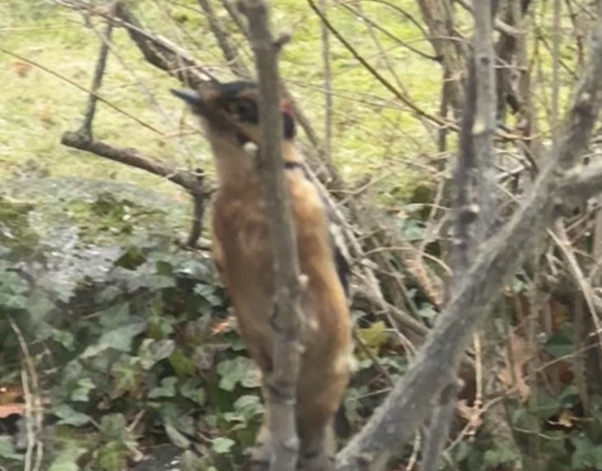 Downy Woodpecker - ML646448980