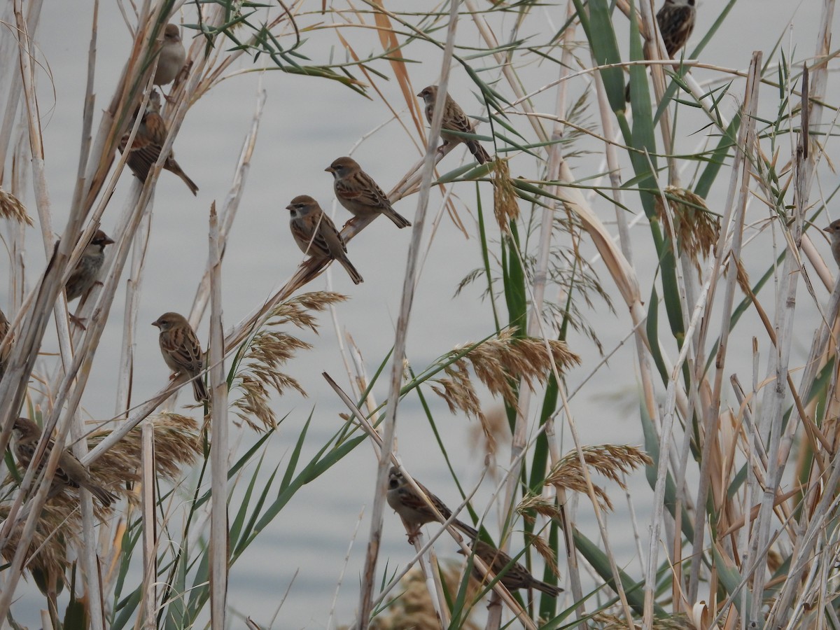 Dead Sea Sparrow - ML646448981