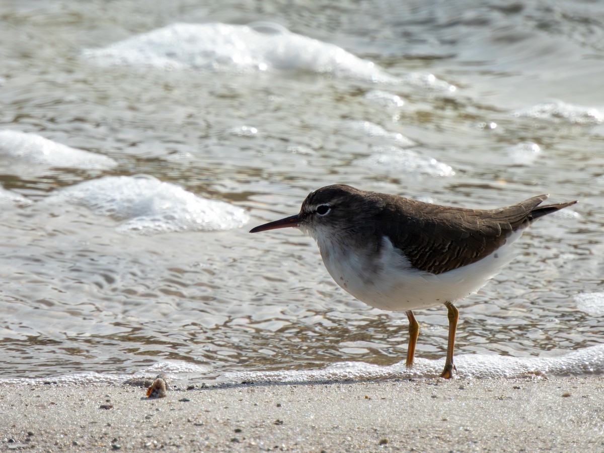 Spotted Sandpiper - ML646448982