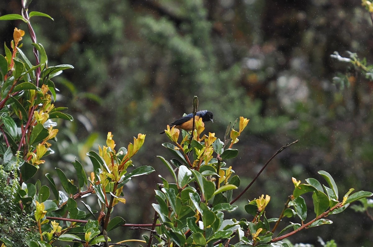 Blue-backed Conebill - ML646448983