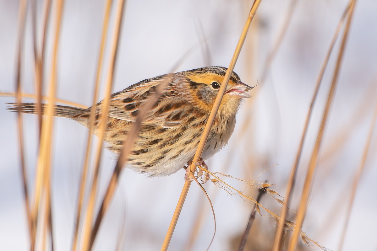 LeConte's Sparrow - ML646448984