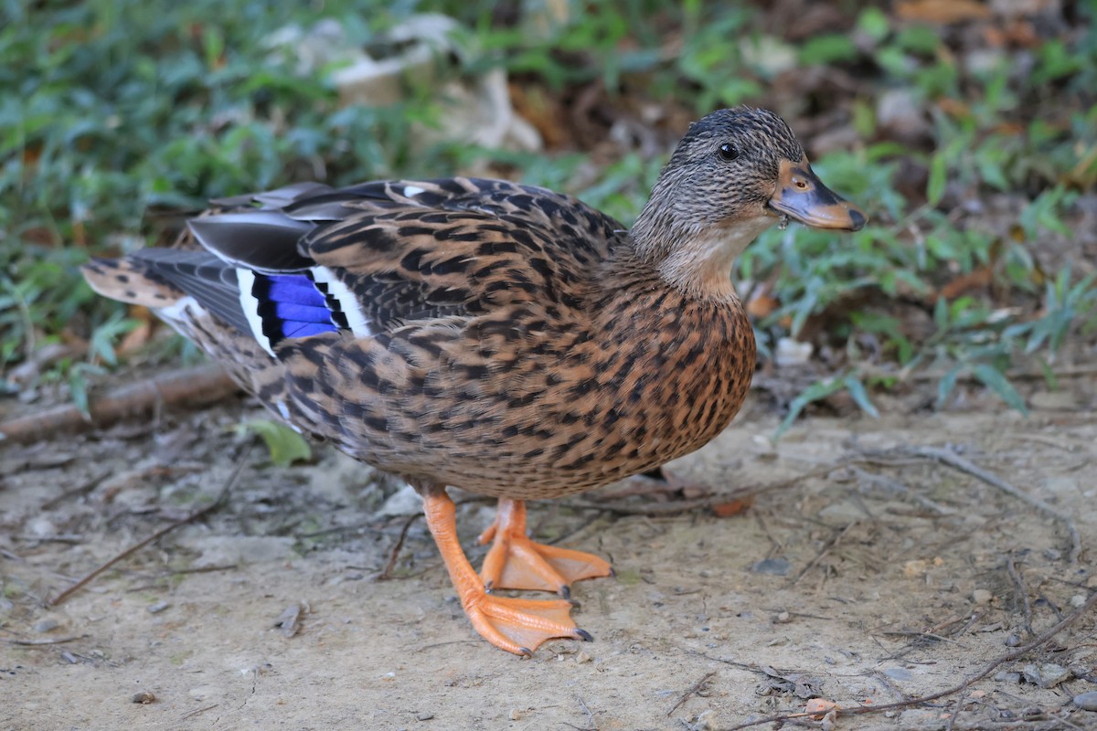 Mallard (Domestic type) - ML646448985
