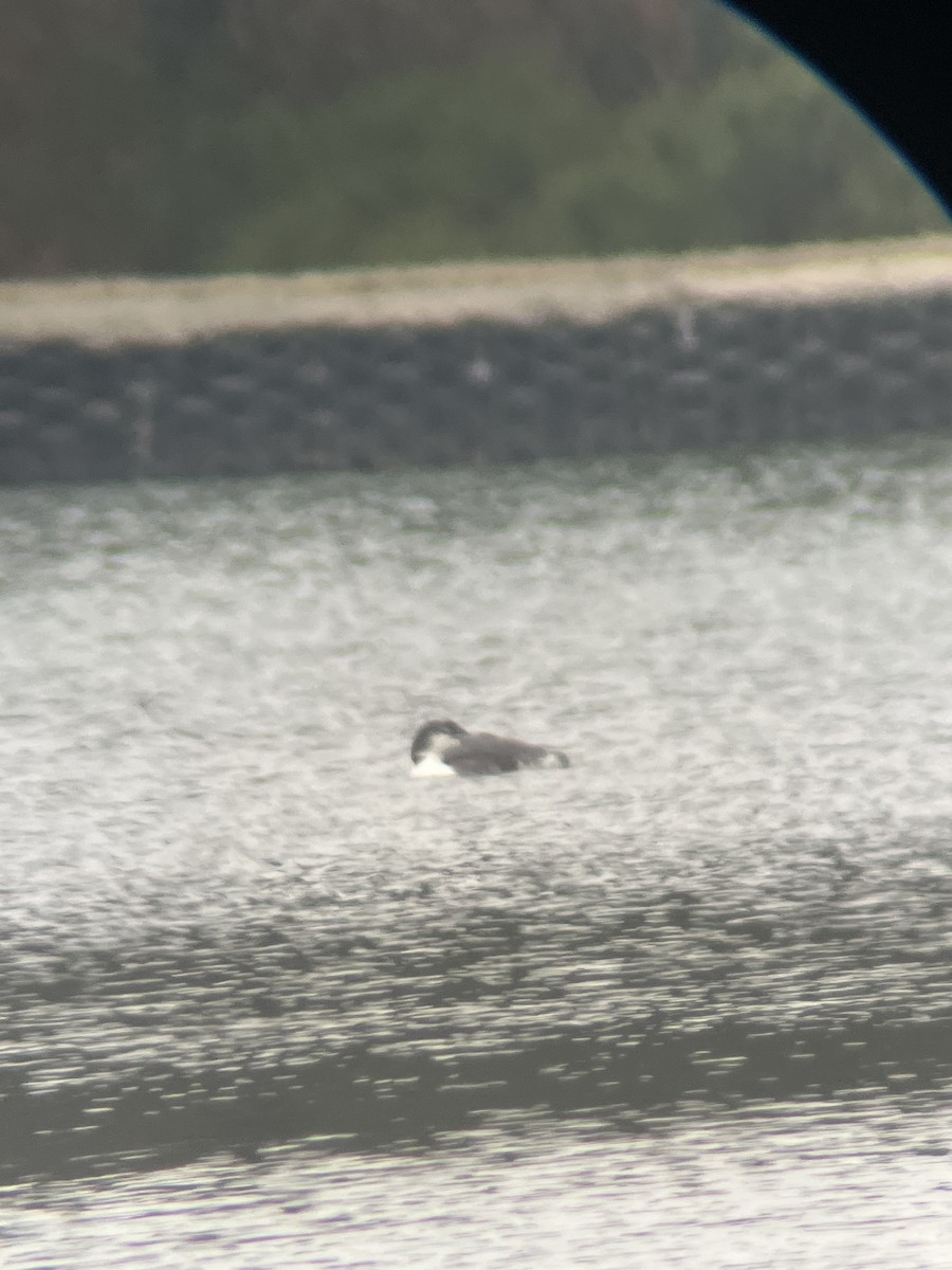 potáplice lední - ML646448987