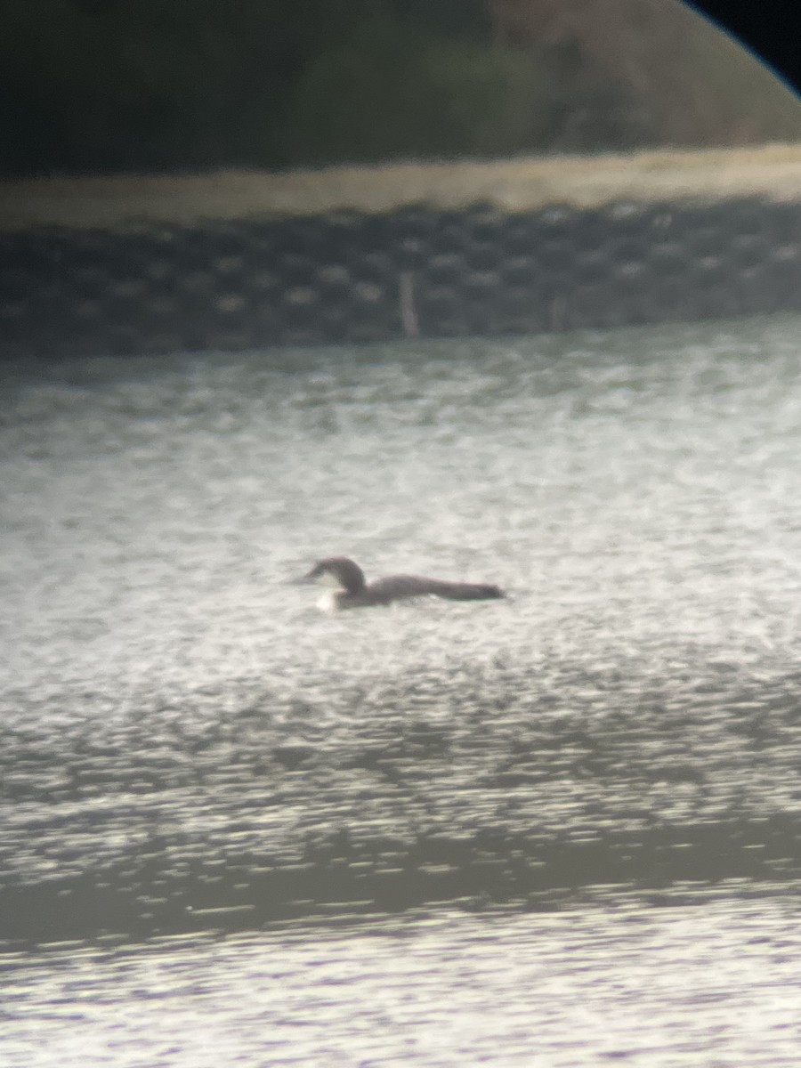 potáplice lední - ML646448988