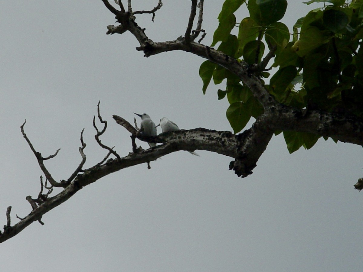Blue-billed White-Tern - ML646448989
