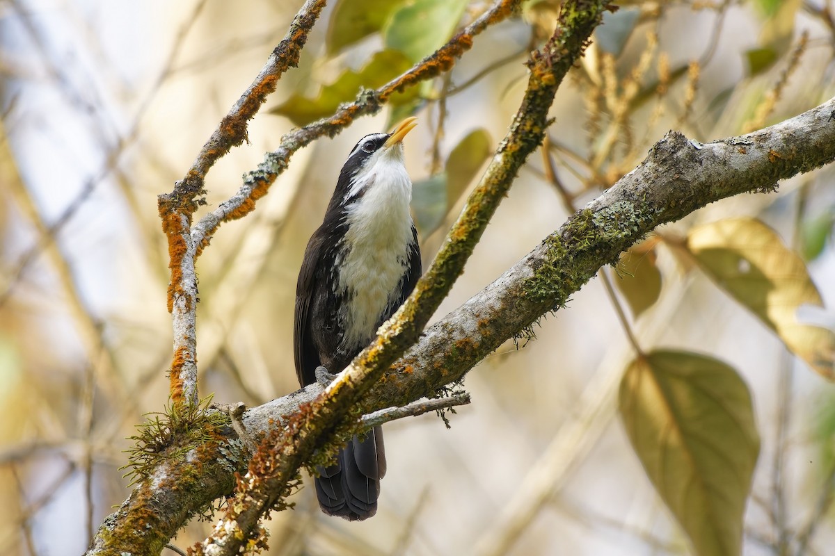 Indian Scimitar-Babbler - ML646448990