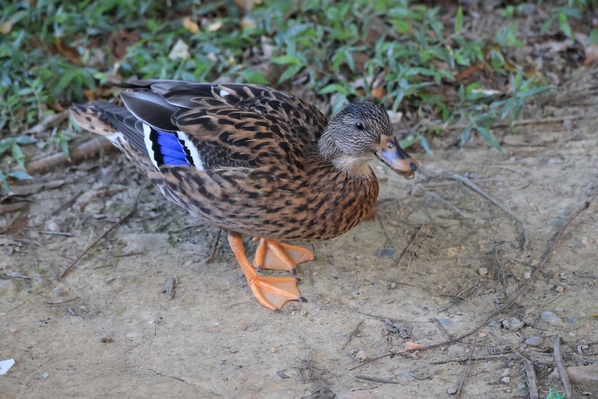 Mallard (Domestic type) - ML646448992