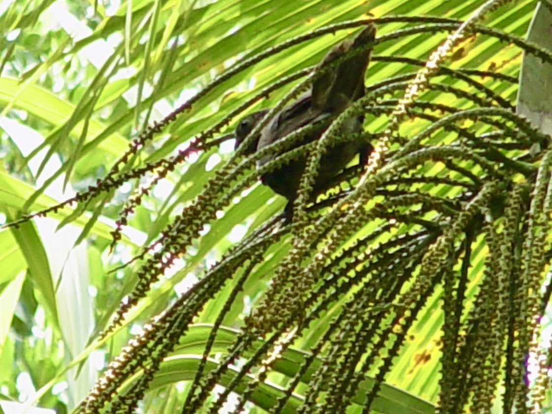 Seychelles Parrot - ML646448993