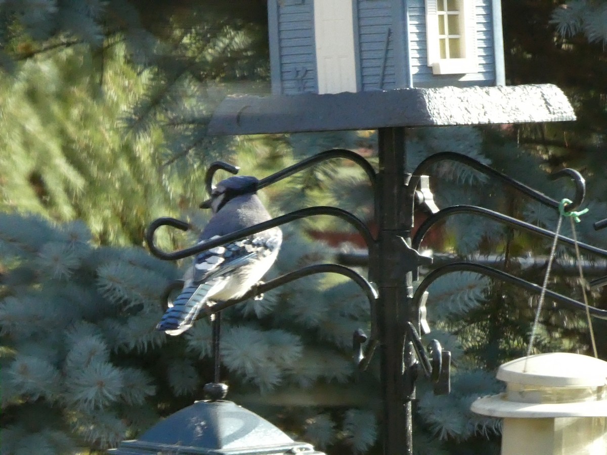 Blue Jay - ML646448994