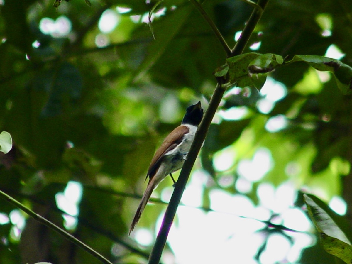 Seychelles Paradise-Flycatcher - ML646448995