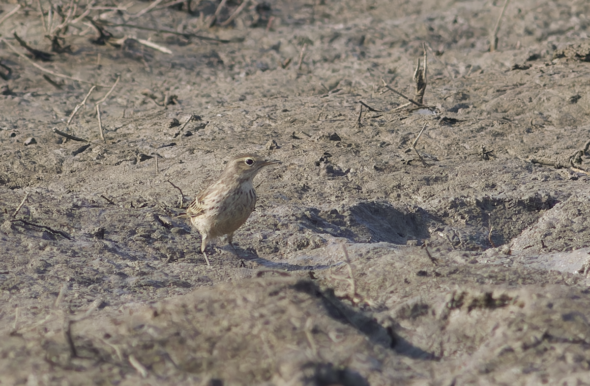 Water Pipit - ML646448996