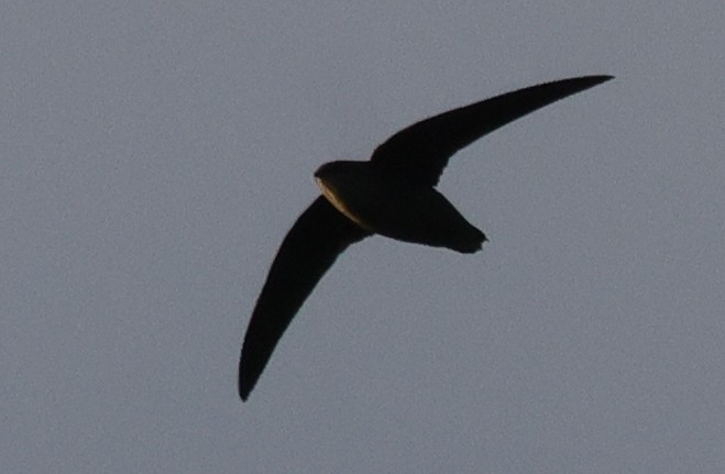 Chimney Swift - ML646448998