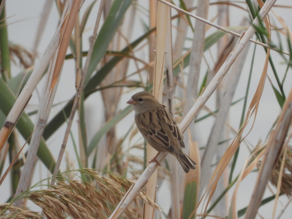 Dead Sea Sparrow - ML646448999