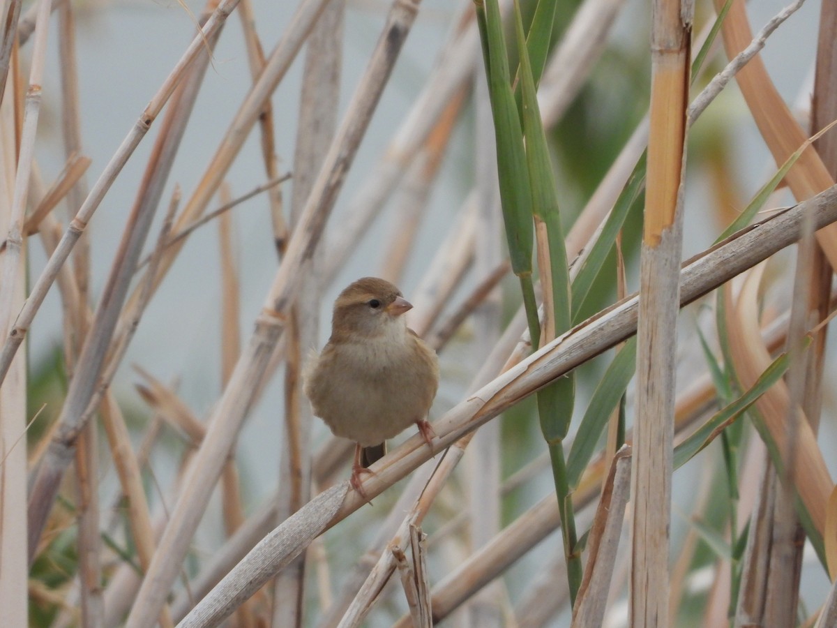 Dead Sea Sparrow - ML646449000