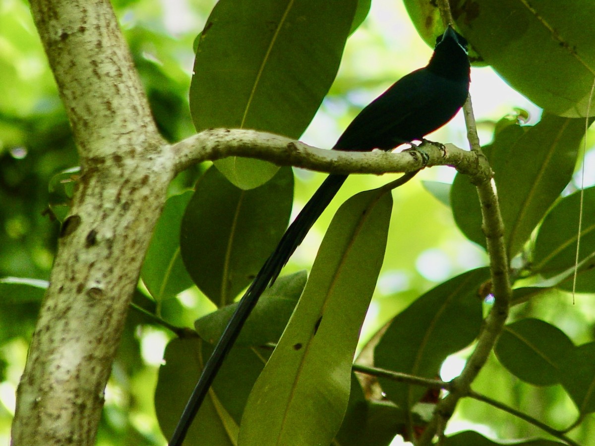 Seychelles Paradise-Flycatcher - ML646449001