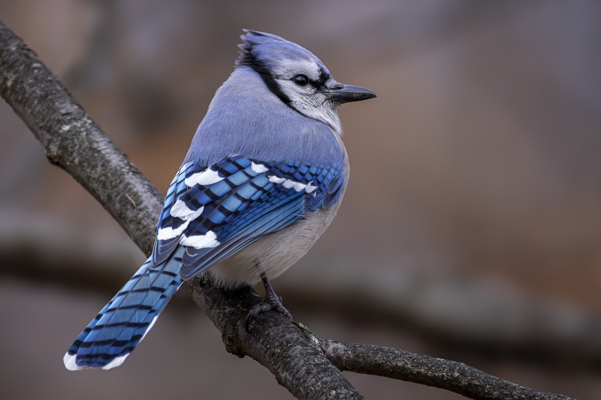 Blue Jay - ML646449006