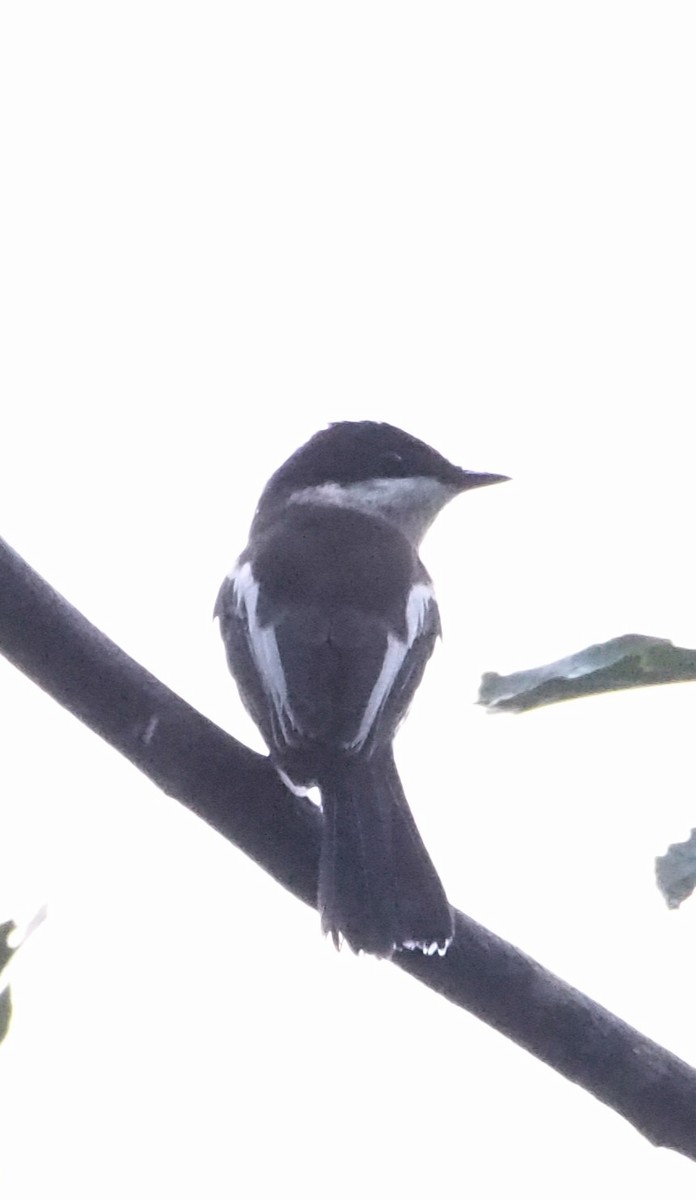 Bar-winged Flycatcher-shrike - ML646449008