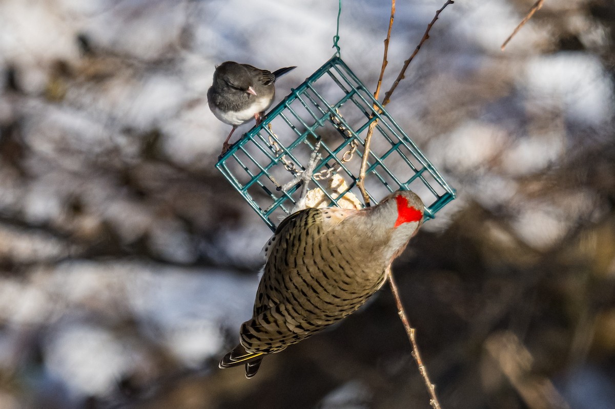Northern Flicker - ML646449009