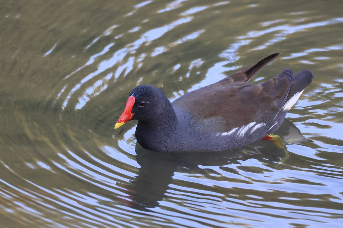 Eurasian Moorhen - ML646449010