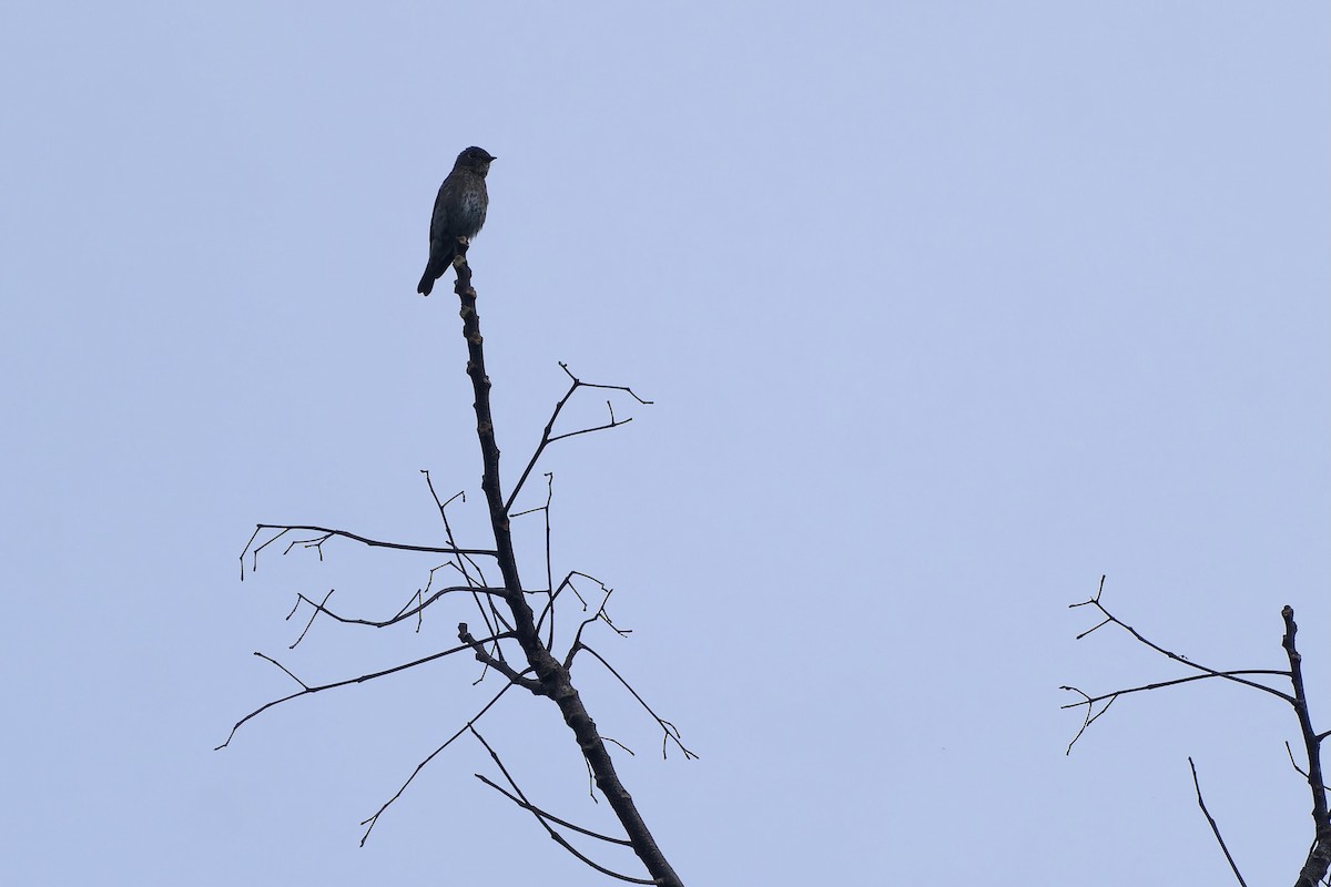 Dark-sided Flycatcher - ML646449011