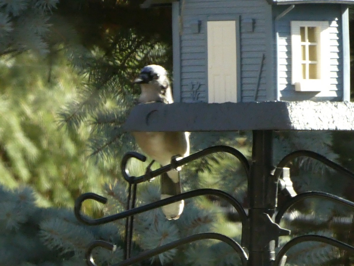 Blue Jay - ML646449012