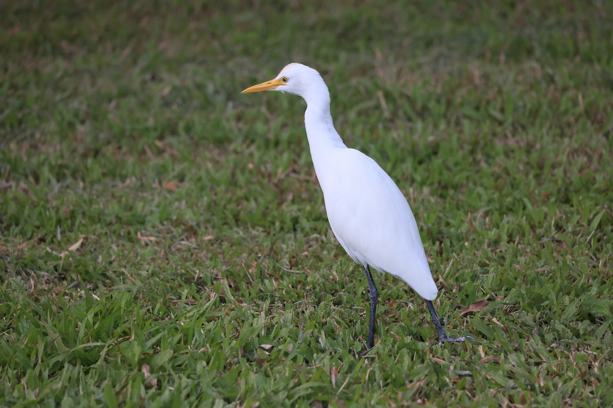 Eastern Cattle-Egret - ML646449015