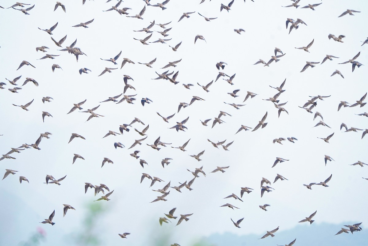 Rosy Starling - ML646449016