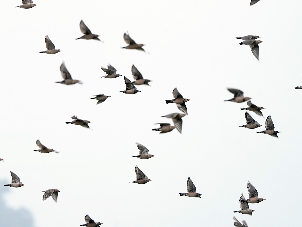 Rosy Starling - ML646449017