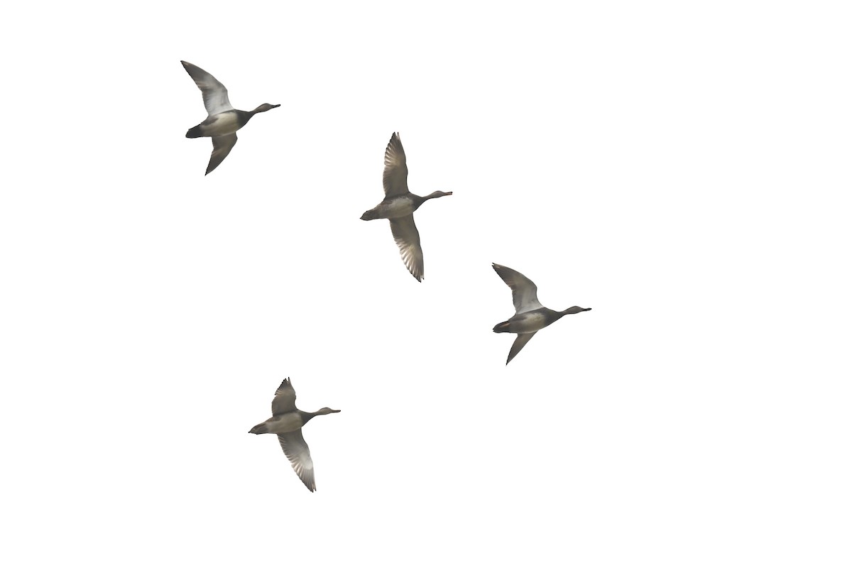 Gadwall - ML646449018