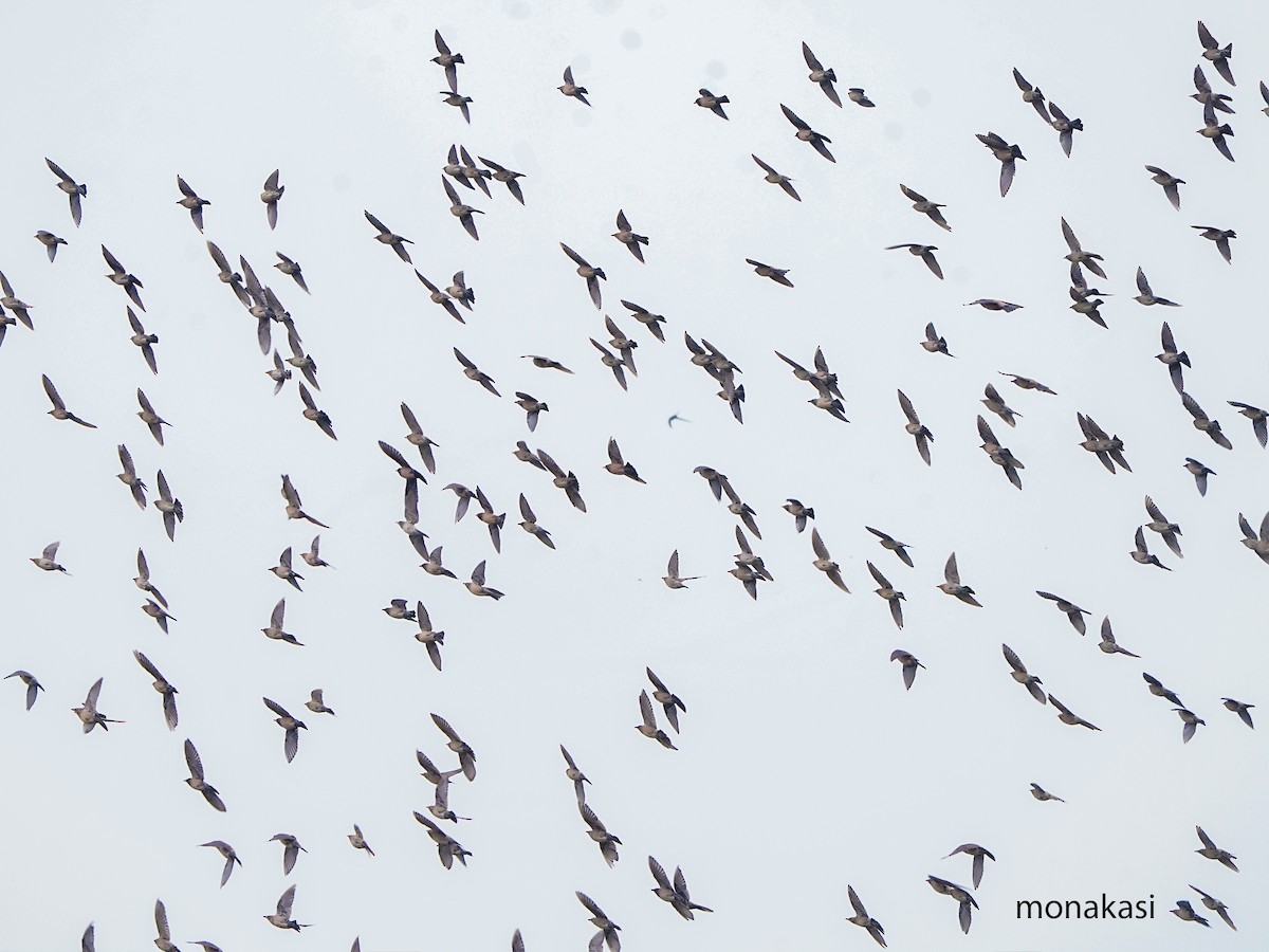 Rosy Starling - ML646449019