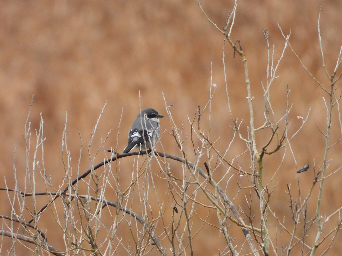 Iberian Gray Shrike - ML646449020