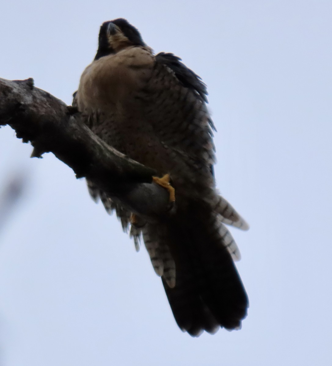 Peregrine Falcon - ML646449022
