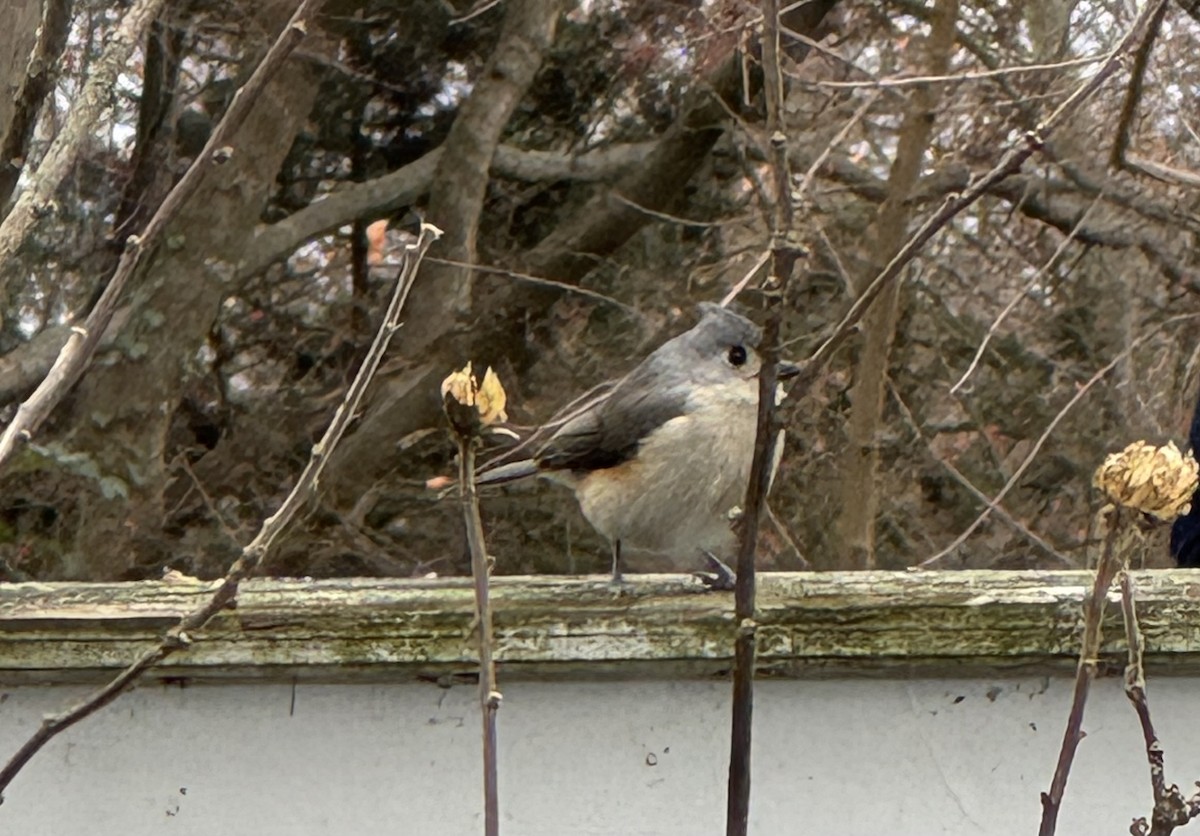 Tufted Titmouse - ML646449023