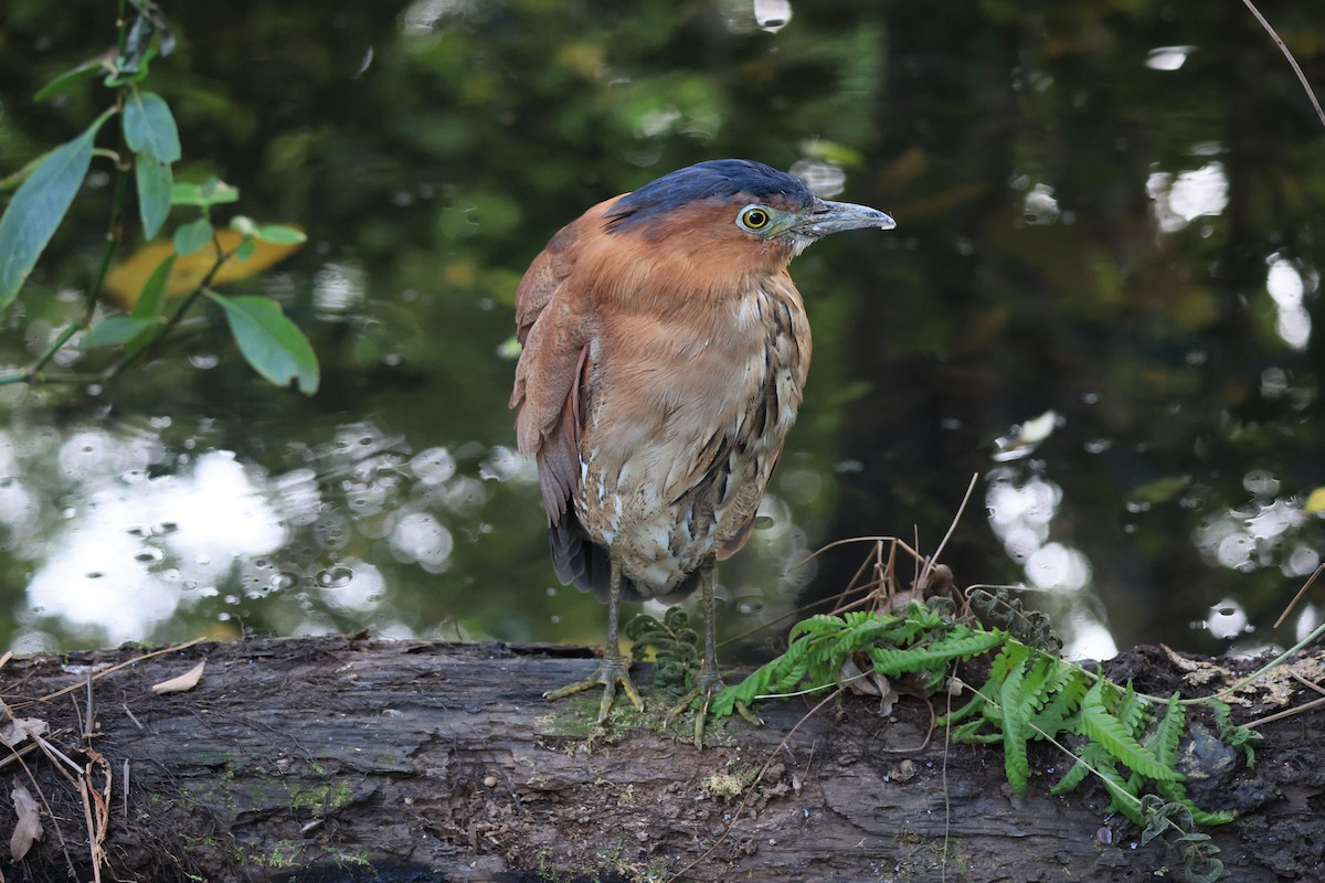 Malayan Night Heron - ML646449024