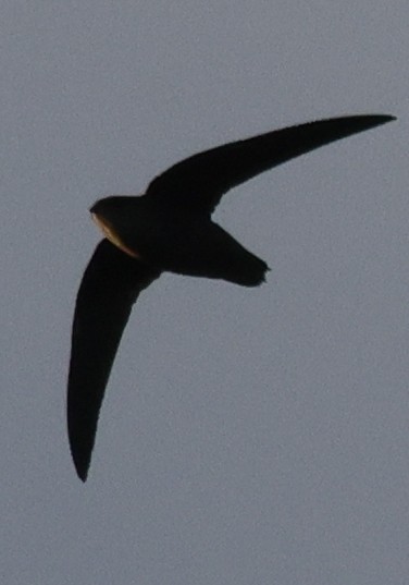 Chimney Swift - ML646449025