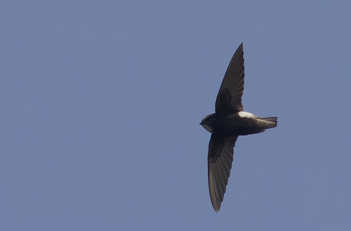 Little Swift - ML646449027