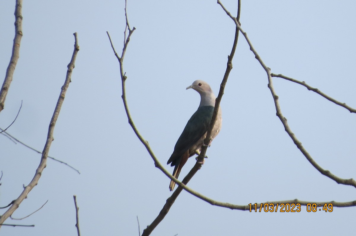 Green Imperial-Pigeon - ML646449029