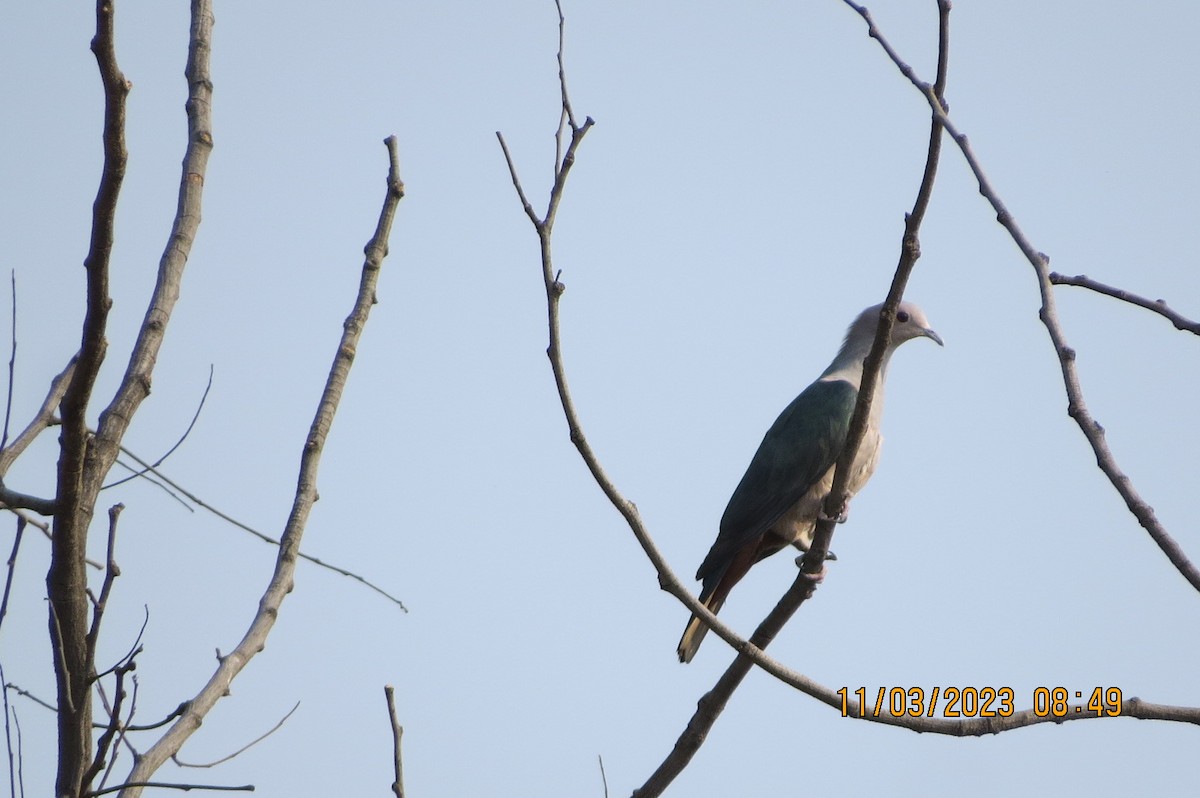 Green Imperial-Pigeon - ML646449030