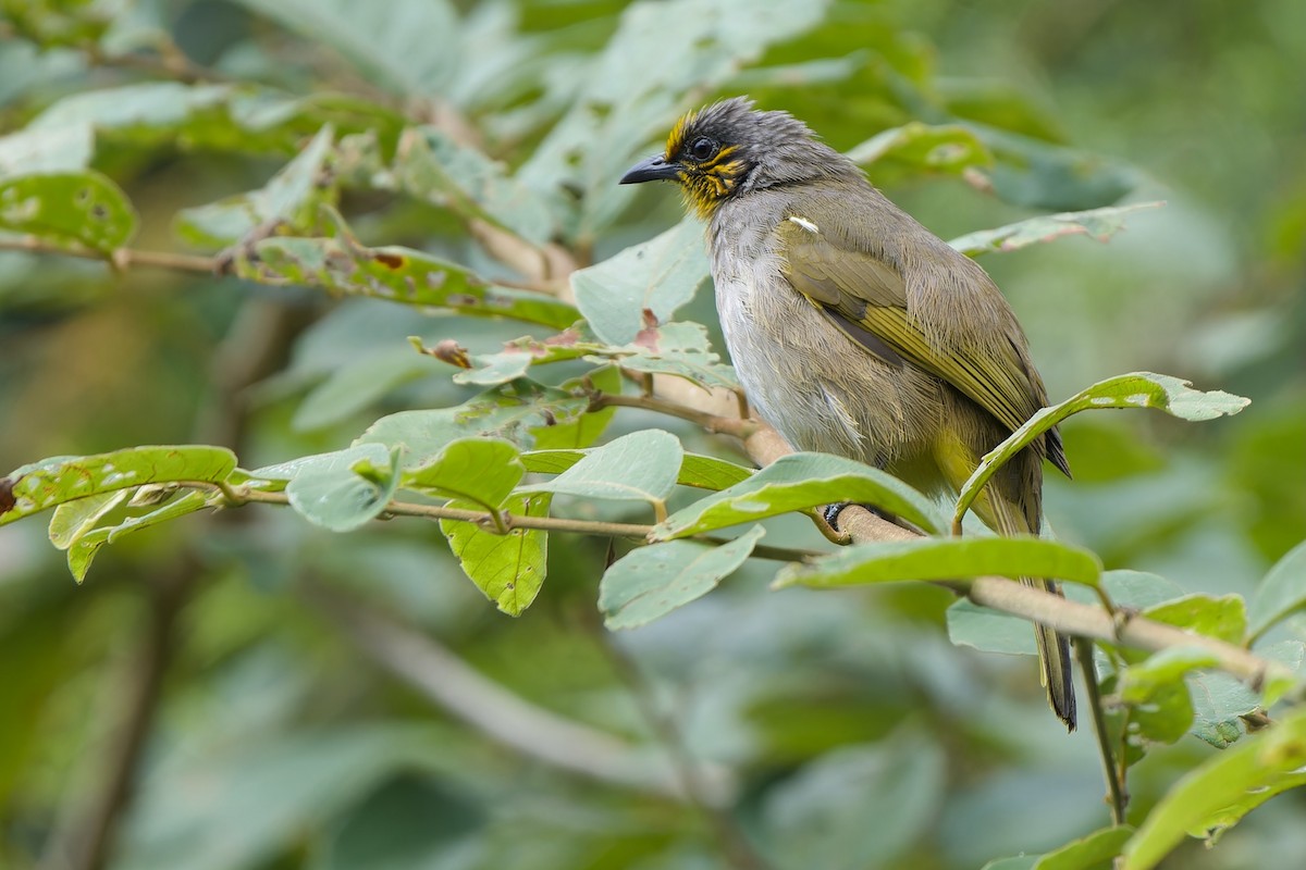 Stripe-throated Bulbul - ML646449032